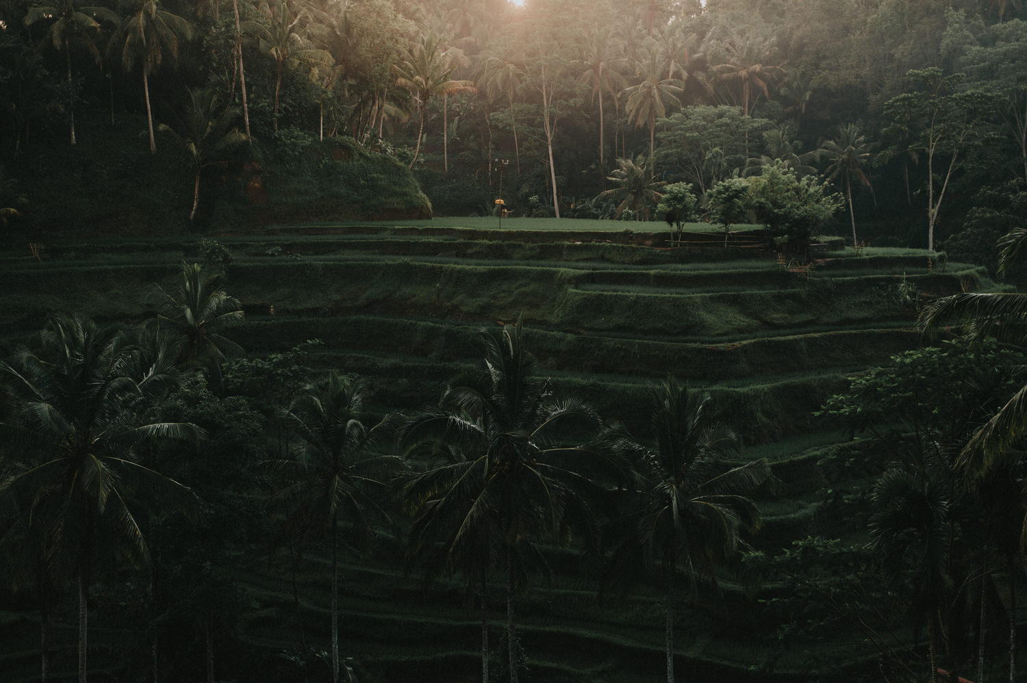 bali wedding - elopement - ubud wedding - diktatphotography - olga + Jason - 1