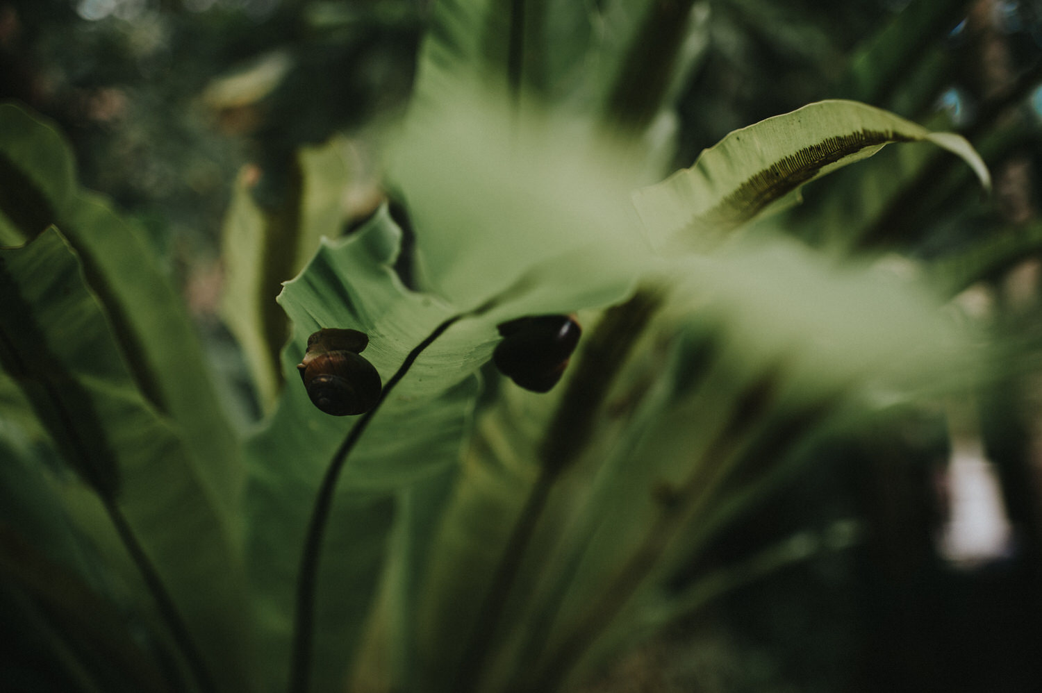 bali wedding - elopement - ubud wedding - diktatphotography - olga + Jason - 35
